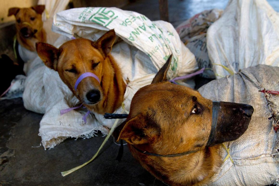 Dog Meat Slaughter Reuters