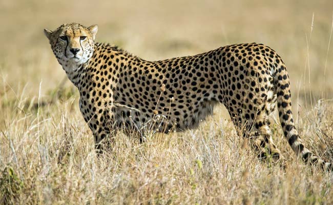 nfb3k5nc african cheetah