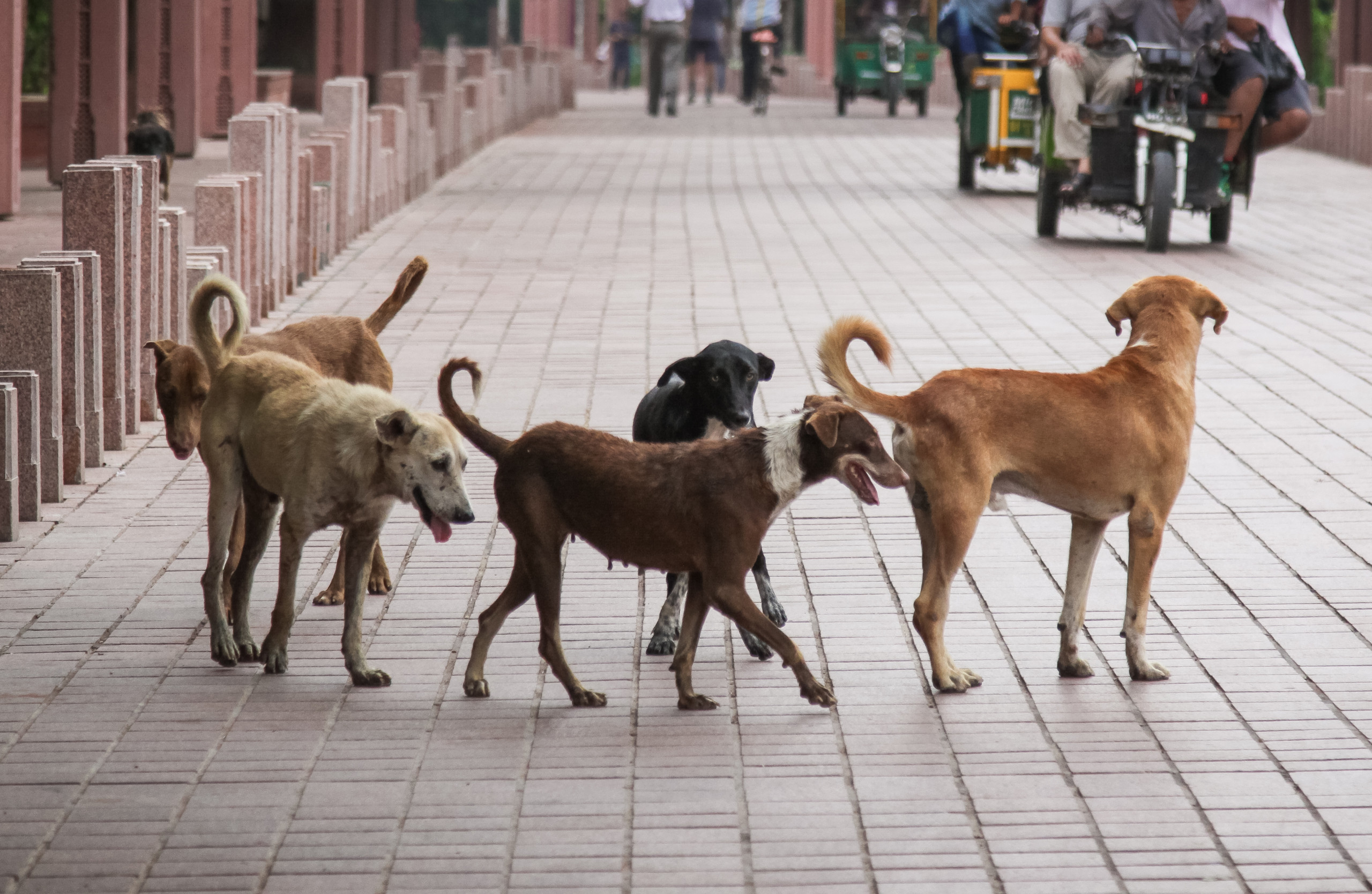 gettyimages 907620940 street dog family india scaled 1
