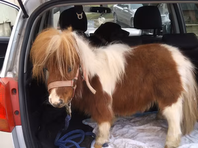 गिनीज रिकॉर्ड में दर्ज पुमुकेल: जर्मनी का दुनिया का सबसे छोटा जीवित नर घोड़ा 5 4255876 horse 6