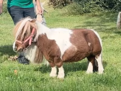 गिनीज रिकॉर्ड में दर्ज पुमुकेल: जर्मनी का दुनिया का सबसे छोटा जीवित नर घोड़ा 3 4255881 horse 1