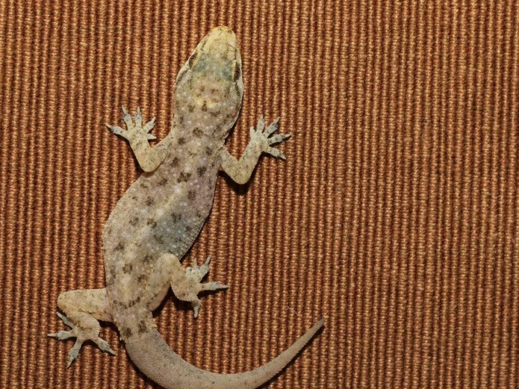 WhatsApp Image 2025 11 21 at 5.44.09 PM 1