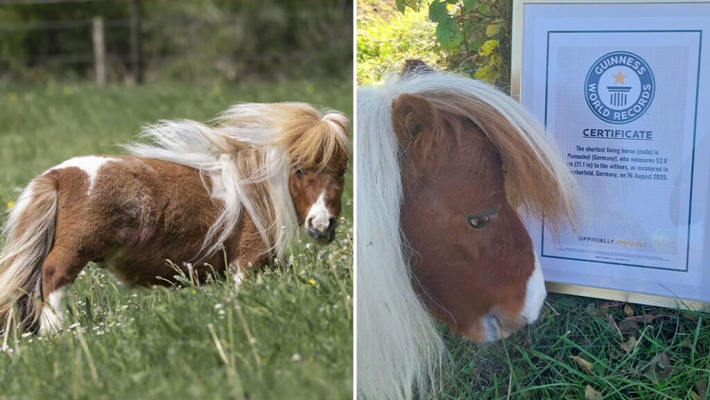 गिनीज रिकॉर्ड में दर्ज पुमुकेल: जर्मनी का दुनिया का सबसे छोटा जीवित नर घोड़ा 4 shortest horse pumuckel split header