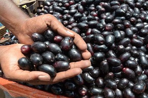 जामुन की गुठली का चमत्कारी पाउडर: छोटे-से नुस्खे से बड़ा फायदा, सेहत के लिए सुपरफूड! 2 17136986387134320178.08