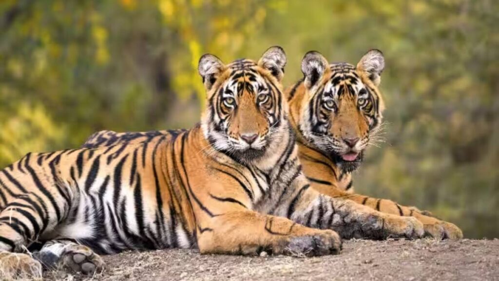 मध्य प्रदेश में फिर हुई बाघ की मौत: तेज रफ्तार ट्रेन की चपेट में आकर बिगड़ी वन संरक्षण की चिंता 3 57848007aaa796c0bc66f2975ecdf0e41722439417199211 original