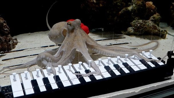 स्वीडन में हैरान करने वाला कारनामा: यूट्यूबर ने ऑक्टोपस को पियानो बजाने की ट्रेनिंग दी 2 9cec99a74651cc5cced1d0535e1d0fe5