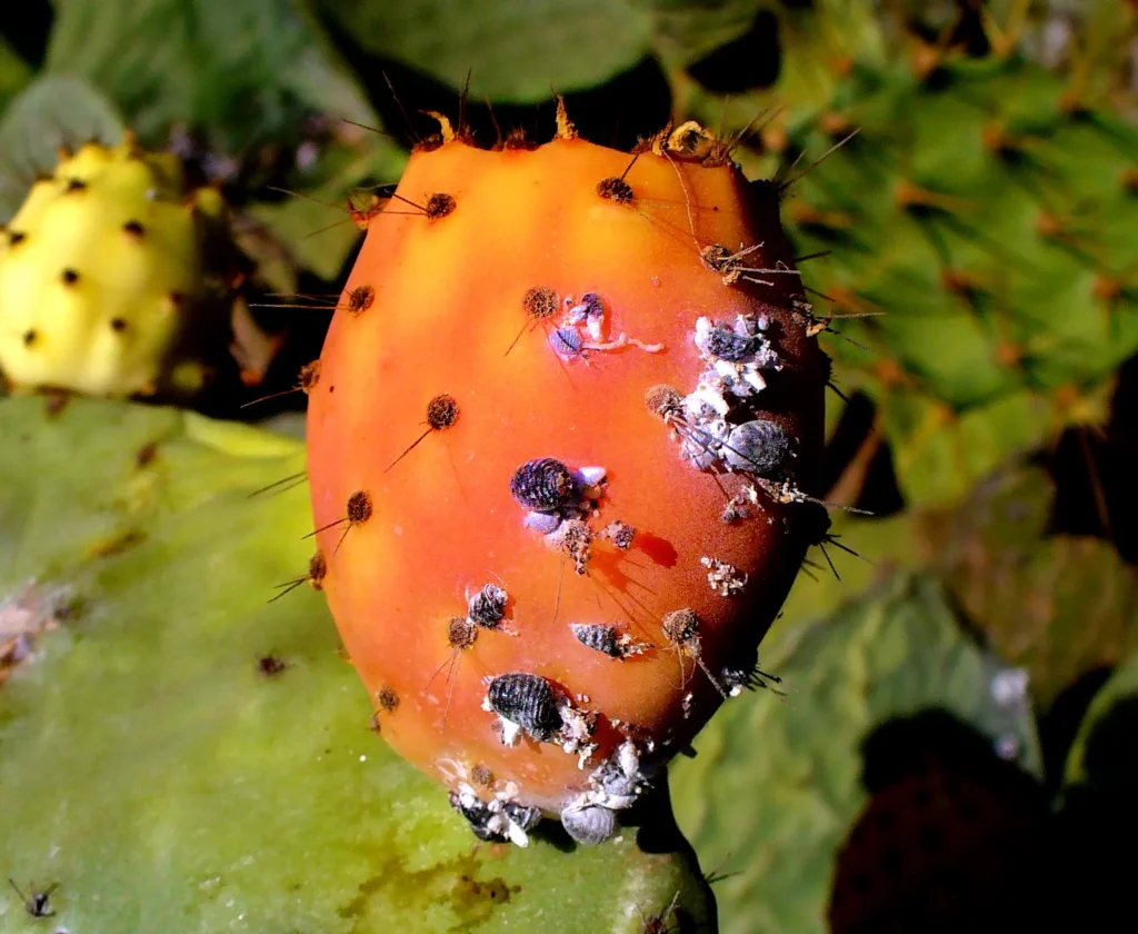 कोचीनियल क्या है? मेकअप में इस्तेमाल होने वाले पारंपरिक लाल रंग की पूरी कहानी 4 Dactylopius coccus 05