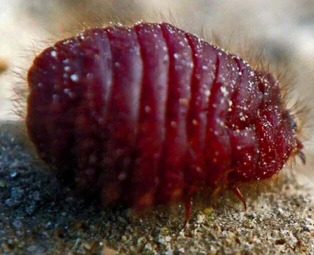 कोचीनियल क्या है? मेकअप में इस्तेमाल होने वाले पारंपरिक लाल रंग की पूरी कहानी 5 cochineal insect dactylopius coccus natural dye