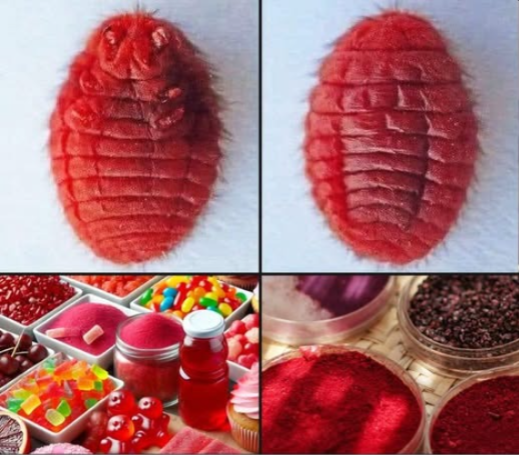 कोचीनियल क्या है? मेकअप में इस्तेमाल होने वाले पारंपरिक लाल रंग की पूरी कहानी 3 image 1